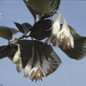 Photographie n°2260668 du taxon Styrax officinalis L. [1753]