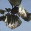  Liliane Roubaudi - Styrax officinalis L. [1753]