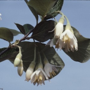 Photographie n°2260672 du taxon Styrax officinalis L. [1753]