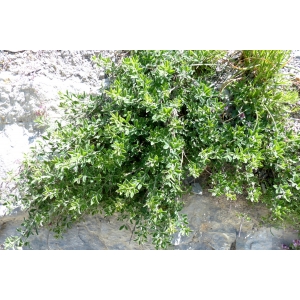 Cytisus ardoinoi subsp. sauzeanus (Bumat & Briq.) Auvray (Cytise de Sauze)