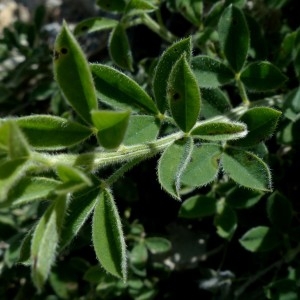  - Cytisus ardoinoi subsp. sauzeanus (Bumat & Briq.) Auvray [2013]