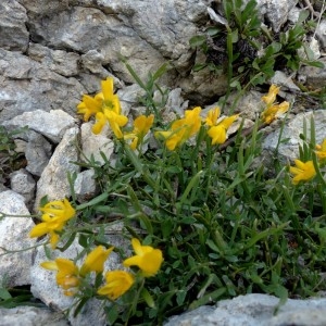 Photographie n°2260703 du taxon Genista delphinensis Verl. [1872]