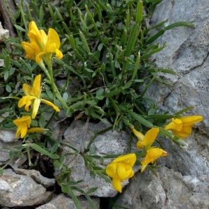 Photographie n°2260704 du taxon Genista delphinensis Verl. [1872]