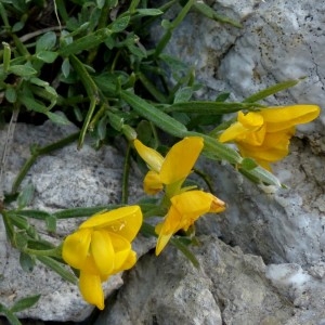 Photographie n°2260705 du taxon Genista delphinensis Verl. [1872]