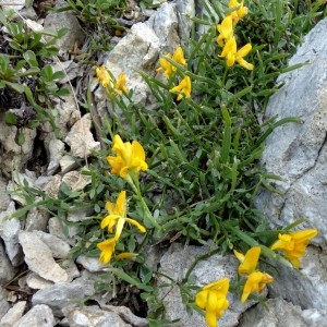 Photographie n°2260706 du taxon Genista delphinensis Verl. [1872]