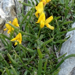 Photographie n°2260707 du taxon Genista delphinensis Verl. [1872]