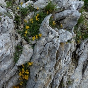 Photographie n°2260708 du taxon Genista delphinensis Verl. [1872]