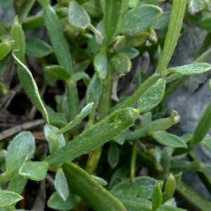 Genista delphinensis Verl. (Genêt ailé du Dauphiné)