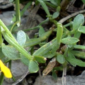  - Genista delphinensis Verl. [1872]