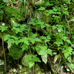 Photographie n°2260716 du taxon Geranium robertianum L. [1753]