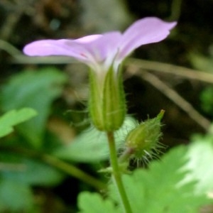 Photographie n°2260720 du taxon Geranium robertianum L. [1753]