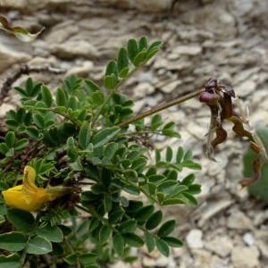 Photographie n°2260738 du taxon Hippocrepis comosa L. [1753]