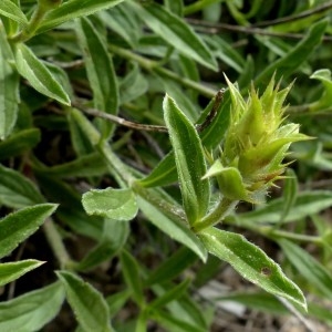 Photographie n°2260758 du taxon Sideritis hyssopifolia var. alpina (Vill.) Willd. [1800]