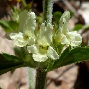 Photographie n°2260762 du taxon Sideritis hyssopifolia var. alpina (Vill.) Willd. [1800]