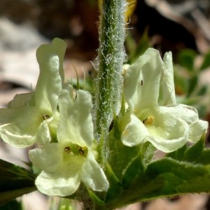 Photographie n°2260766 du taxon Sideritis hyssopifolia var. alpina (Vill.) Willd. [1800]