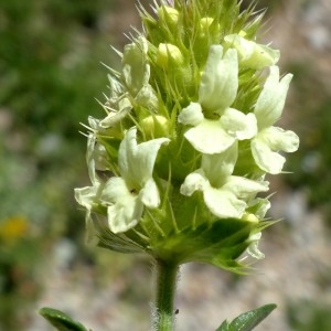 Photographie n°2260771 du taxon Sideritis hyssopifolia var. alpina (Vill.) Willd. [1800]