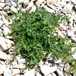 Photographie n°2260826 du taxon Silene vulgaris subsp. prostrata (Gaudin) Schinz & Thell. [1923]