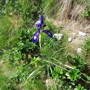 Photographie n°2260855 du taxon Iris latifolia (Mill.) Voss [1895]