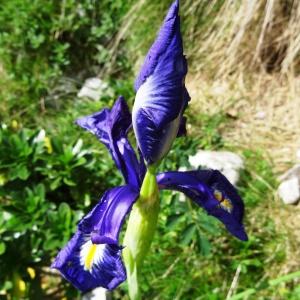 Photographie n°2260856 du taxon Iris latifolia (Mill.) Voss [1895]