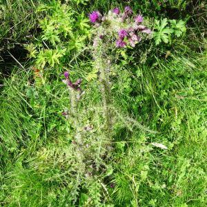 Photographie n°2260913 du taxon Cirsium palustre (L.) Scop. [1772]