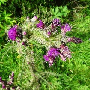 Photographie n°2260914 du taxon Cirsium palustre (L.) Scop. [1772]