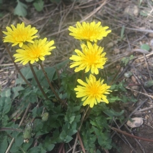 Photographie n°2260998 du taxon Taraxacum F.H.Wigg. [1780]