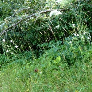 Photographie n°2261022 du taxon Anthericum ramosum L. [1753]