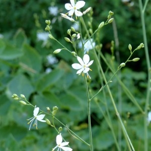 Photographie n°2261023 du taxon Anthericum ramosum L. [1753]