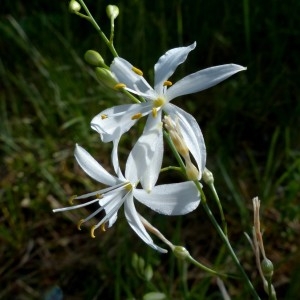 Photographie n°2261024 du taxon Anthericum ramosum L. [1753]