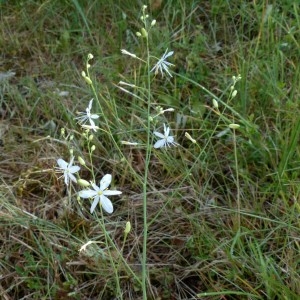 Photographie n°2261028 du taxon Anthericum ramosum L. [1753]
