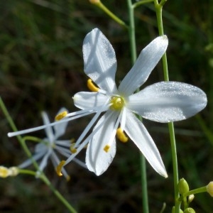 Photographie n°2261029 du taxon Anthericum ramosum L. [1753]