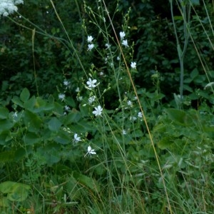 Photographie n°2261030 du taxon Anthericum ramosum L. [1753]