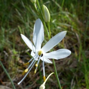 Photographie n°2261031 du taxon Anthericum ramosum L. [1753]