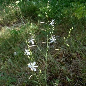 Photographie n°2261032 du taxon Anthericum ramosum L. [1753]