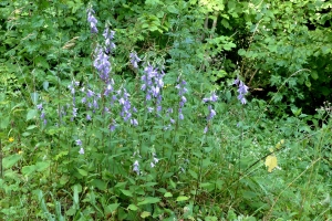 Jean-Claude Bouzat, le  3 juillet 2018 (Arinthod (Bois de la Colombe))