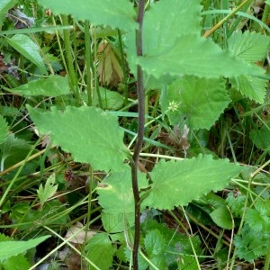 Photographie n°2261035 du taxon Campanula rapunculoides L. [1753]