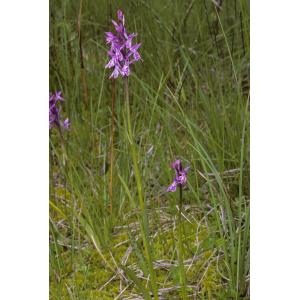 Dactylorhiza fuchsii subsp. psychrophila (Schltr.) Holub (Dactylorhize du froid)