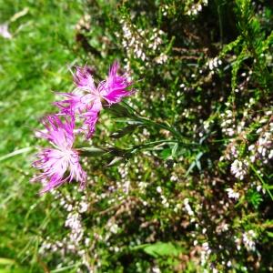 Photographie n°2261098 du taxon Dianthus hyssopifolius L. [1755]