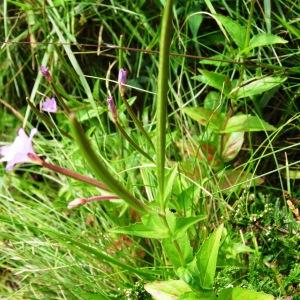 Photographie n°2261179 du taxon Epilobium duriaei J.Gay ex Godr. [1849]