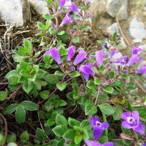 Photographie n°2261187 du taxon Clinopodium alpinum subsp. pyrenaeum (Braun-Blanq.) Govaerts [1999]