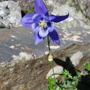 Photographie n°2261197 du taxon Aquilegia pyrenaica subsp. pyrenaica 