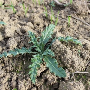 Photographie n°2261207 du taxon Cirsium arvense (L.) Scop. [1772]