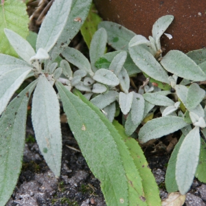 Photographie n°2261228 du taxon Buddléia arbre-aux-papillons