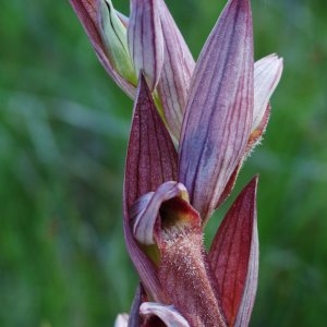  - Serapias strictiflora Welw. ex Da Veiga [1886]