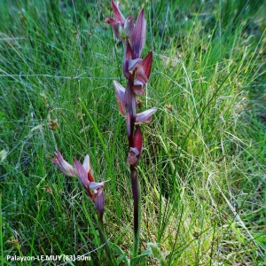  - Serapias strictiflora Welw. ex Da Veiga [1886]