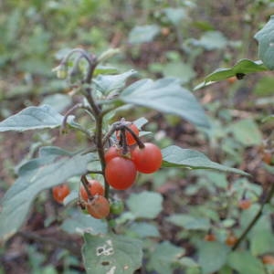 Photographie n°2261317 du taxon Solanum villosum Lam. [1794]