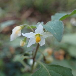 Photographie n°2261320 du taxon Solanum villosum Lam. [1794]