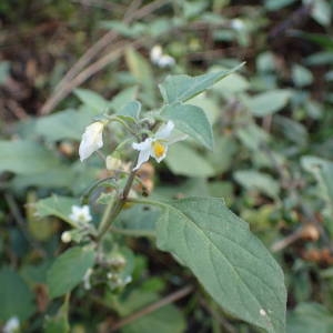 Photographie n°2261321 du taxon Solanum villosum Lam. [1794]