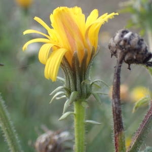 Photographie n°2261326 du taxon Picris hieracioides L. [1753]