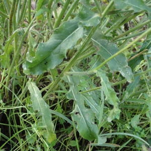 Photographie n°2261327 du taxon Picris hieracioides L. [1753]